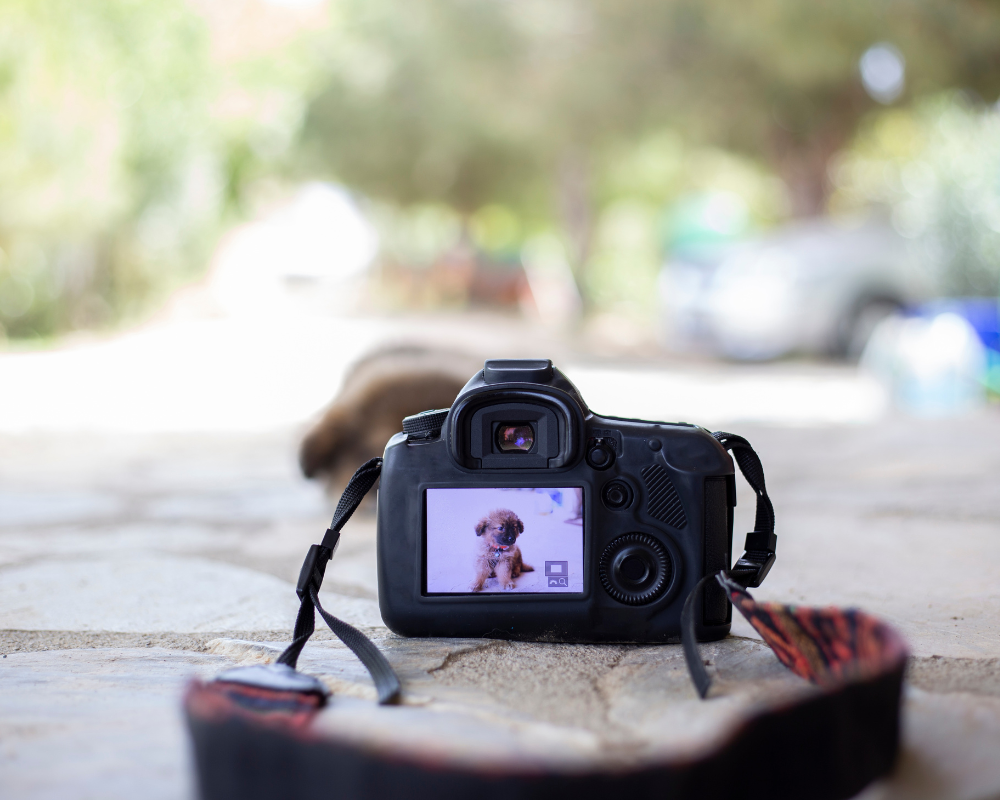 Artboard Camera, Camera, Artboard